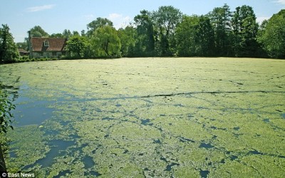 What is filamentous algae and why is it dangerous to my pond?